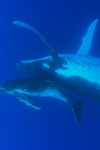 Mom and Calf