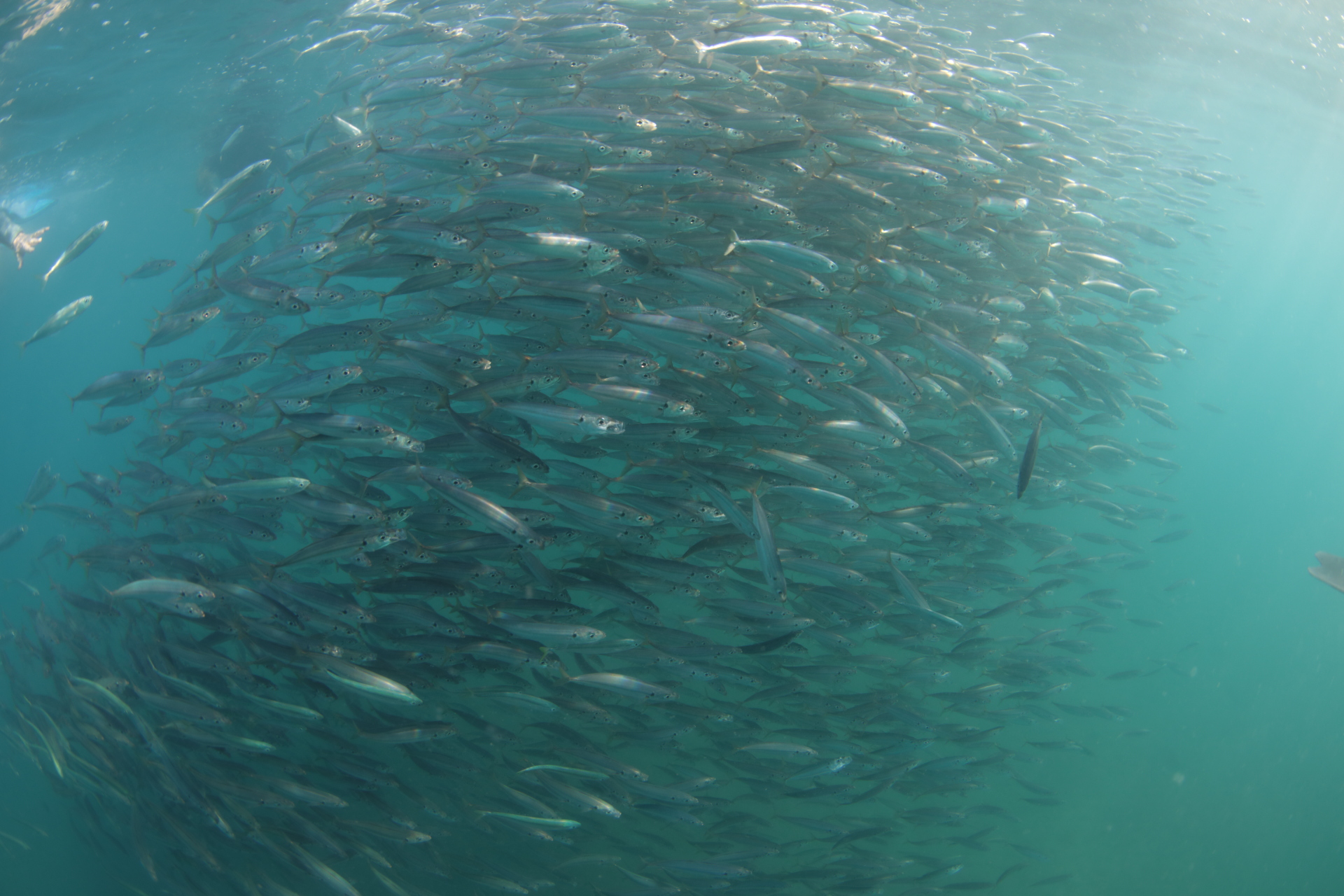 Sardines (Nov 17, 2021)