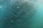 Sardines