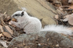 White Squirrel