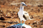 Blue Footed Booby