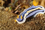 Elisabeth's Chromodoris