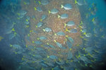 Razor Surgeonfish School