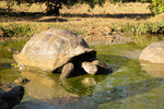 Giant Tortoise