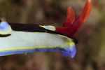 Chamberlin's Nembrotha