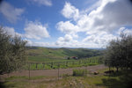 Daou Vineyard