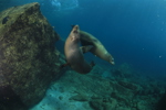 Sea Lions Playing