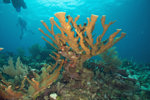 Elkhorn Coral