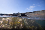 Marine Iguana
