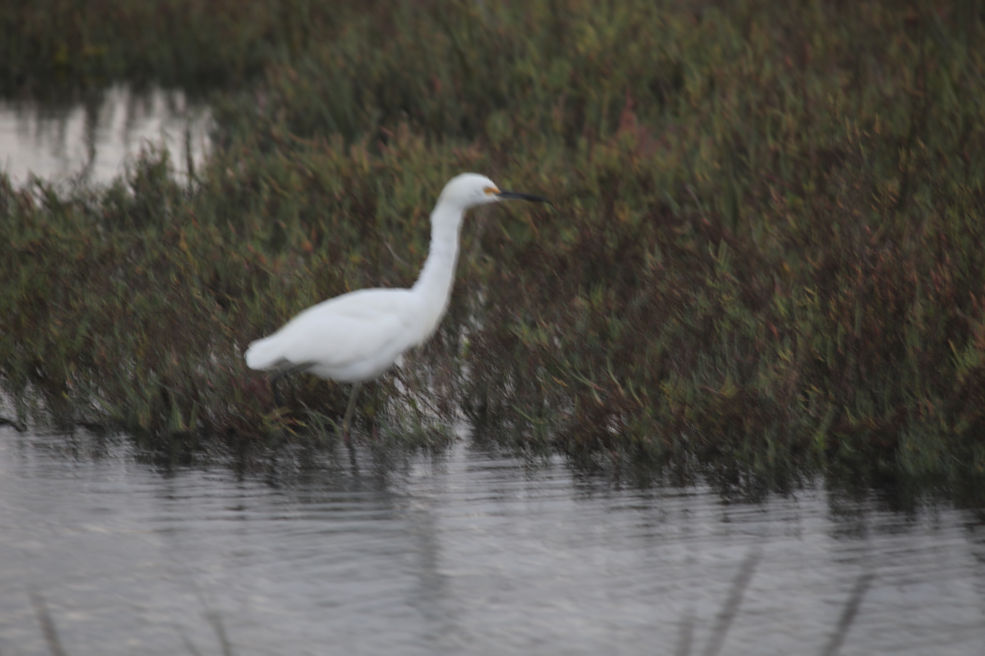 Snowy Egret (Oct 23, 2020)