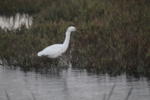 Snowy Egret