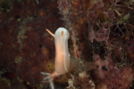 Bullock's Hypselodoris