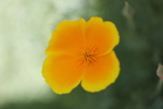 California Poppy