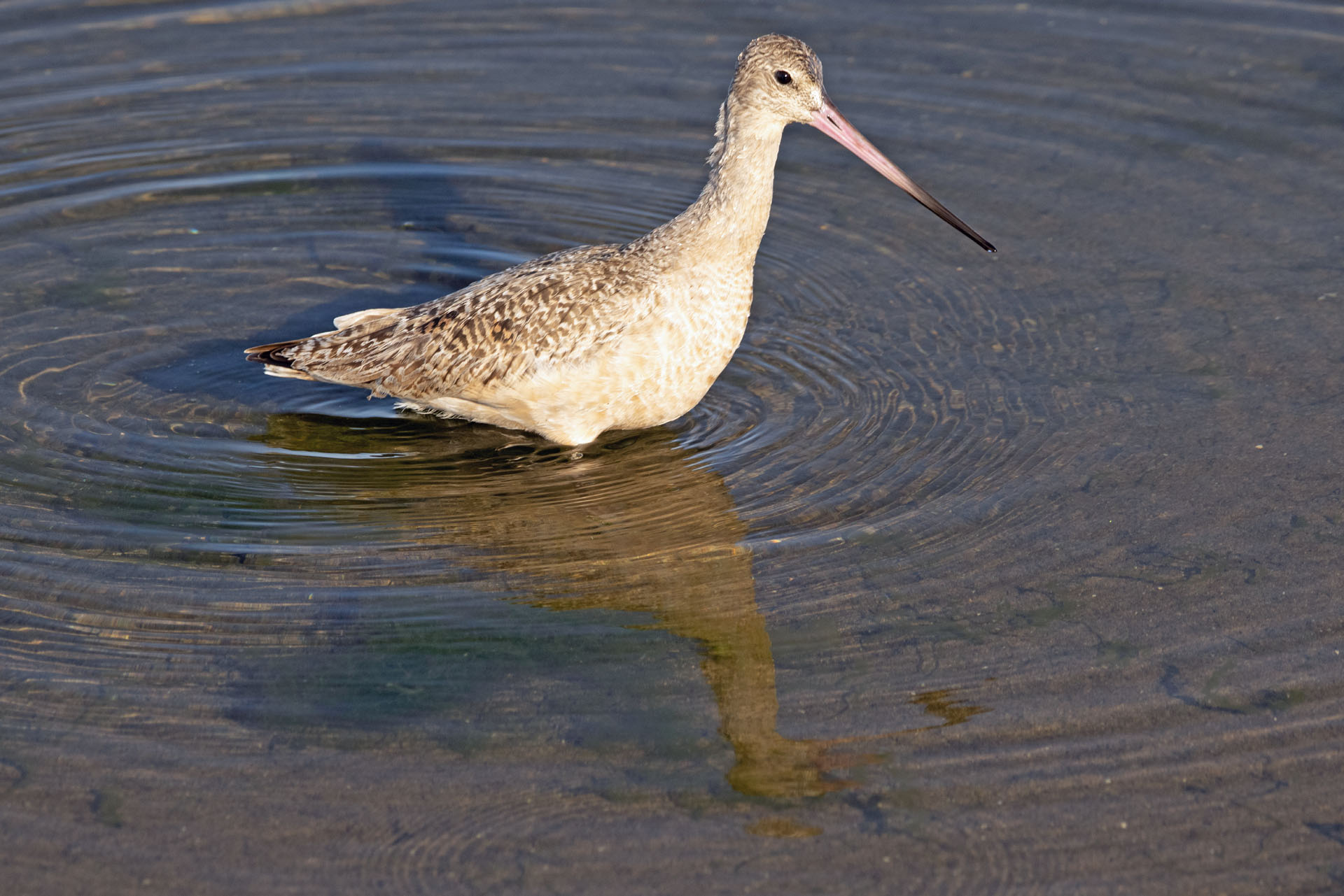 Marbled Godwit (Mar 19, 2024)