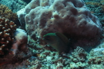 Green Moray
