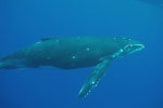 Humpback Calf