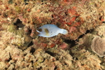Boxfish
