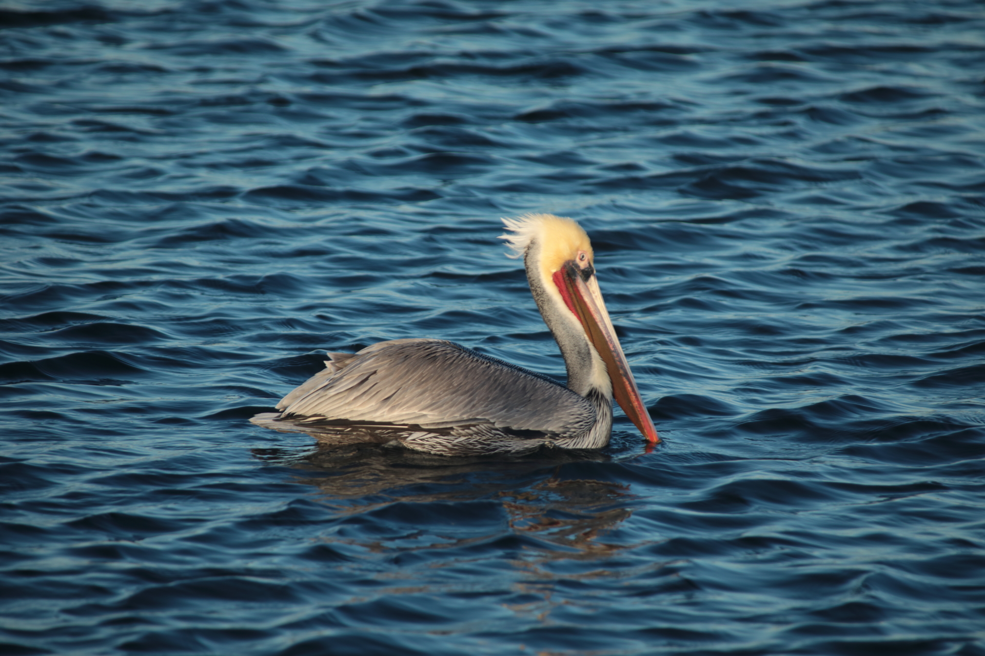 Brown Pelican (Jan 1, 2021)