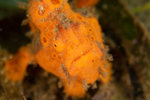 Painted Frogfish