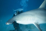 Brandon Feeding the Sharks