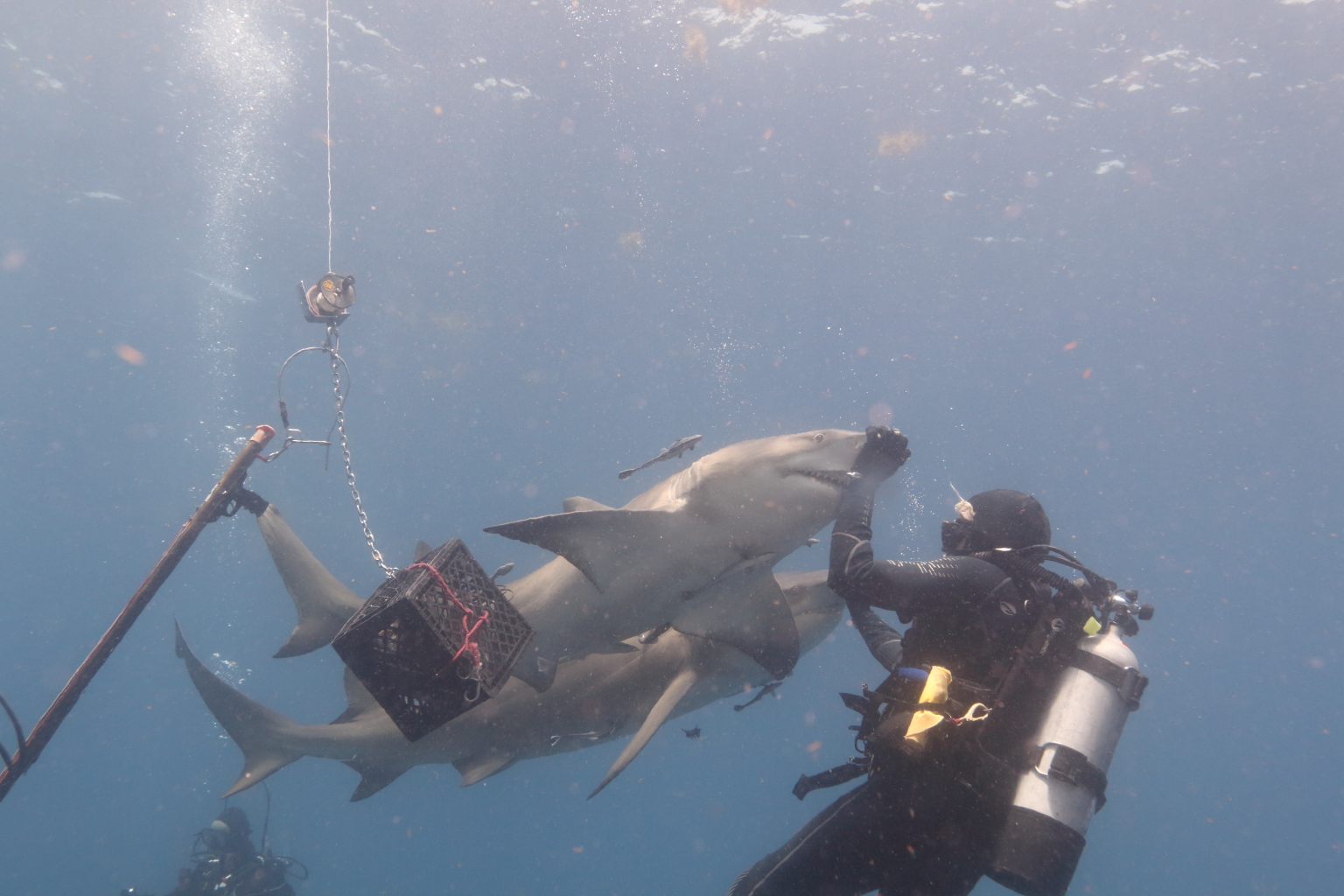 Lemon Shark (Jun 25, 2019)
