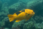 Harlequin Wrasse