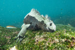 Marine Iguana