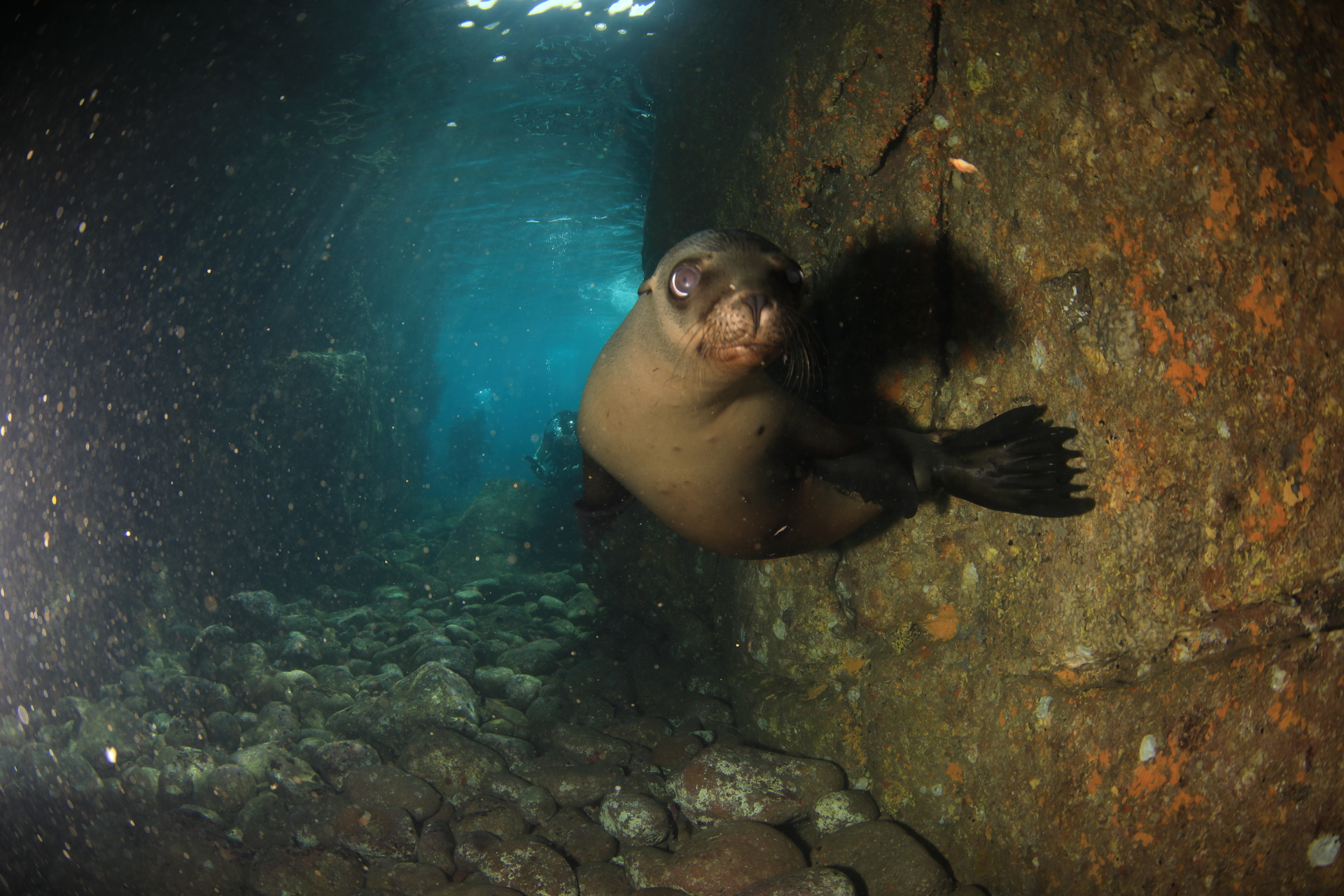 Sea Lion Pup (Nov 16, 2021)