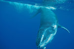 Humpback Calf