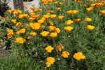 California Poppy
