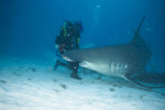 Shark Feeding