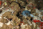Black-spotted puffer