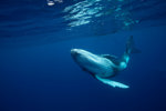 Humpback Calf
