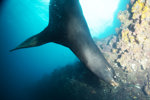 Sea Lion