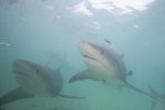 Bull Sharks