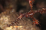 Ornate Ghost Pipefish