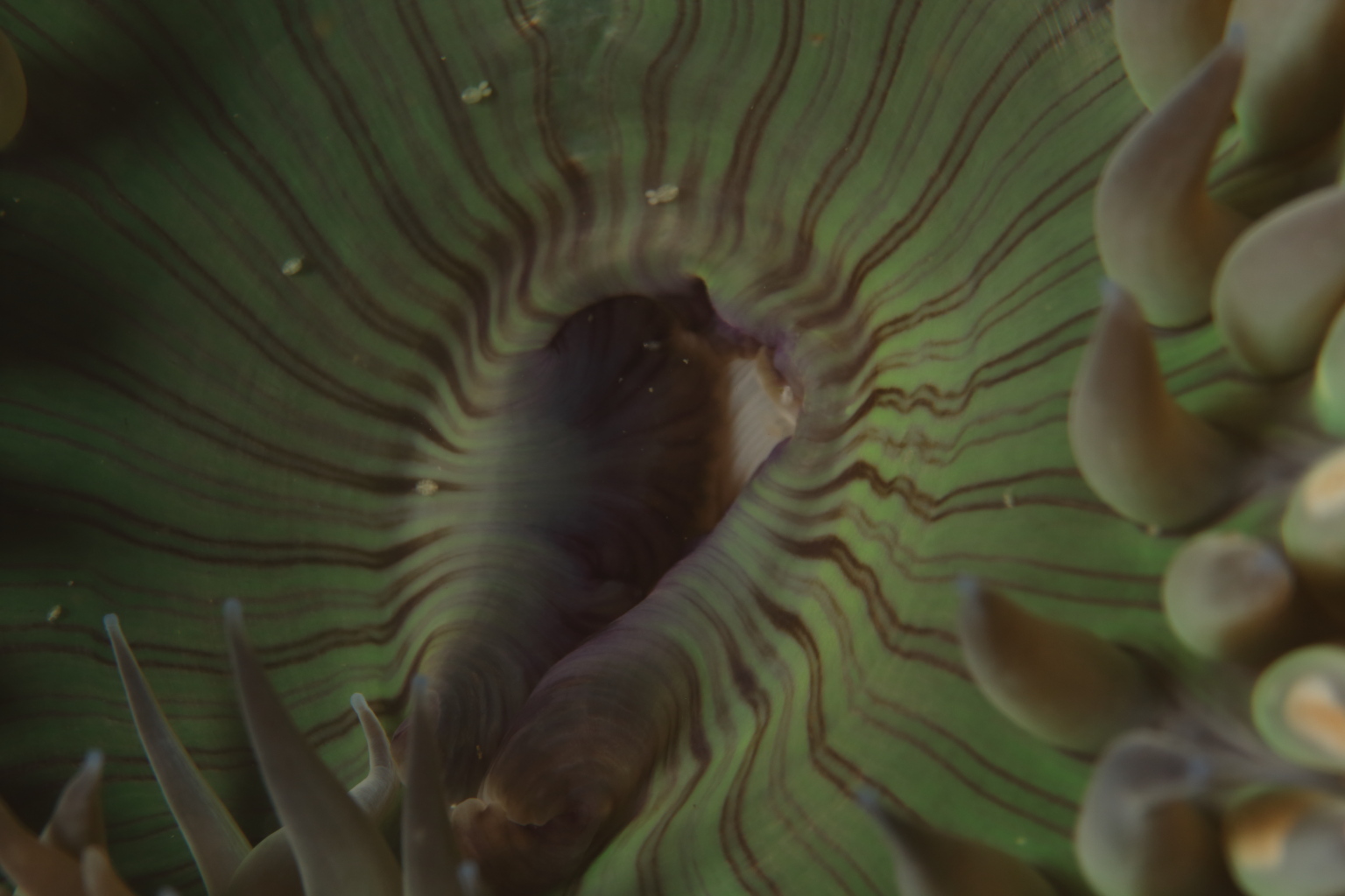Anemone (Sep 2, 2019)
