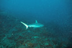 Blacktip Shark