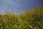 Wildflowers