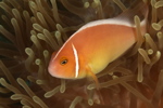 Token Clown Fish