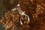 Emperor Shrimp (I think)