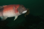 Sheephead eating kelp