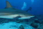 Shark Dive