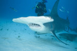 Queen Hammerhead