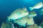 Bumphead Parrotfish