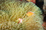 Clownfish