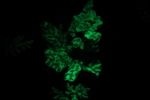 Bioflourescent Photography