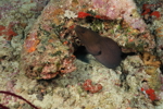 Giant Moray