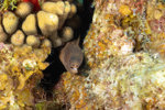 Golden Tail Moray