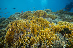 Healthy Reef